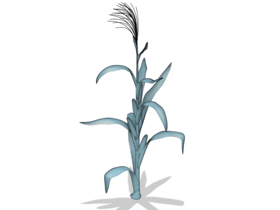 Corn Plant 3D model — CAD model by Alireza Ahmadi on GrabCAD